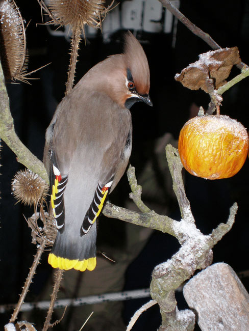 beccofrusone